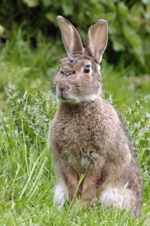 Les super pouvoirs des lapins
