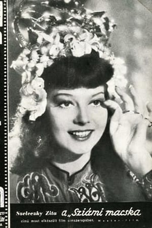Sziámi macska