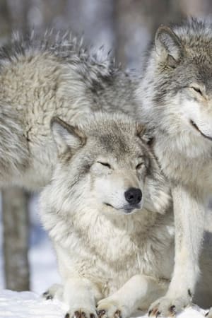 Inside The Pack