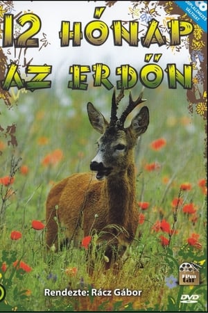 12 hónap az erdőn