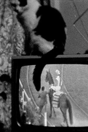 Cat on TV