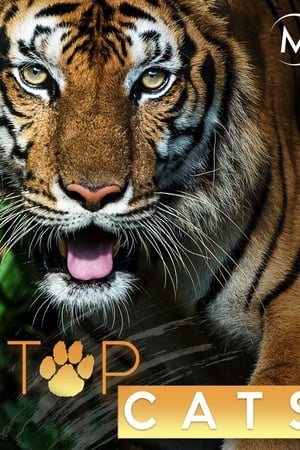 Top Cats
