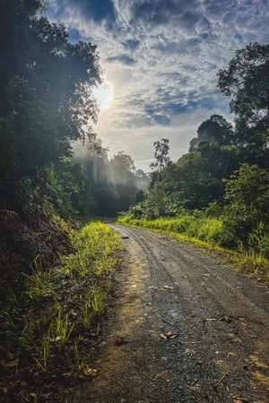 Dans la jungle de Bornéo