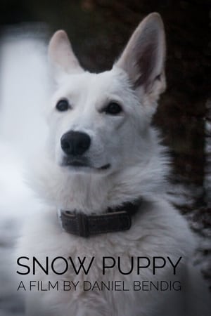 Snow Puppy