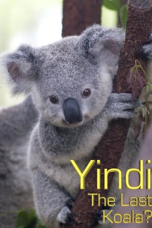 Grainger's World: Yindi: The Last Koala?