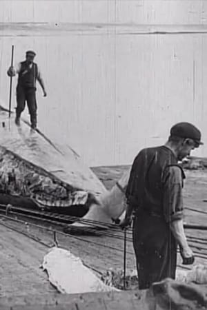 Whaling Afloat and Ashore