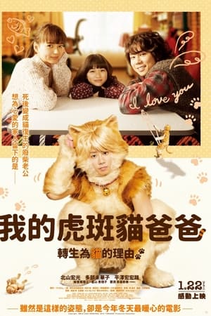 猫咪小虎