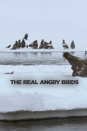 Die wahren Angry Birds