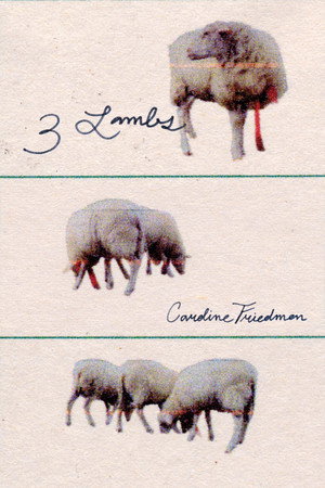 3 Lambs