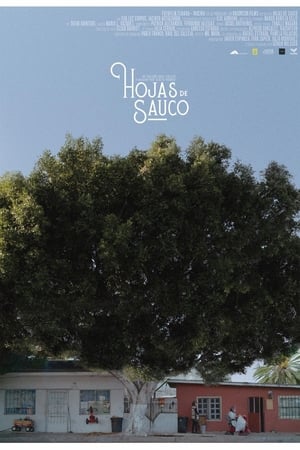 Hojas de Sauco