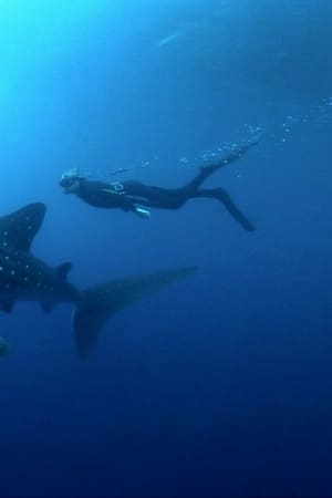 Shark Night