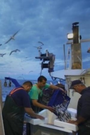 Σιγή Ιχθύος