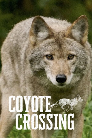 Coyote Crossing