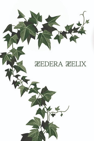 Hedera Helix
