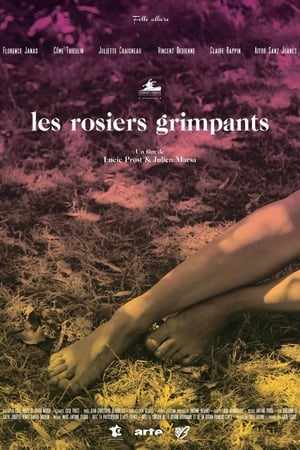 Les rosiers grimpants