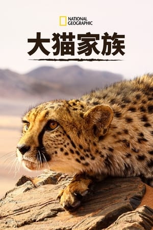猫科动物：奇妙的动物家族