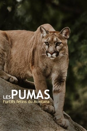 Les pumas, furtifs félins du Montana