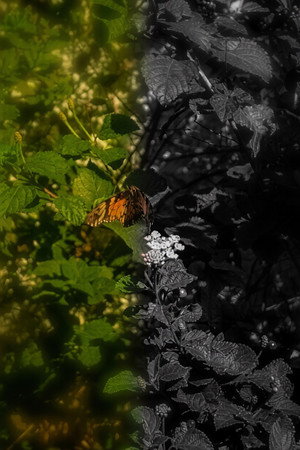 Ambivalence