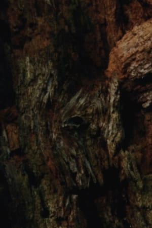 CASTOROCENE