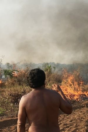 Fogo na Floresta