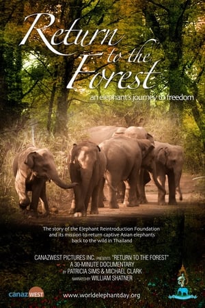 Return to the Forest