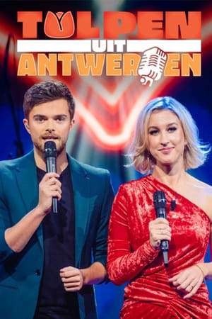 Tulpen uit Antwerpen