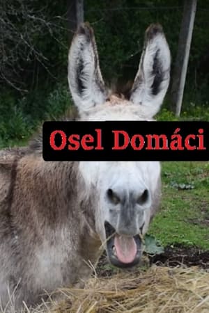 Osel domácí