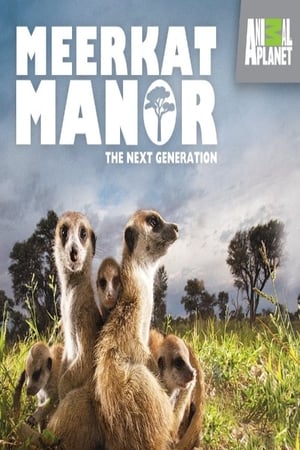 Meerkat Manor第4季