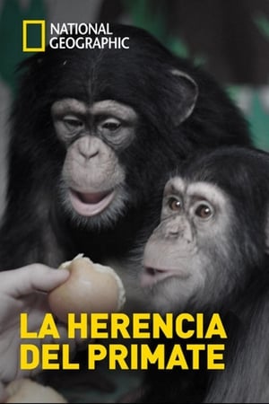 Human Ape