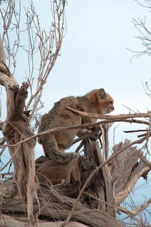 Iran's Wild Side