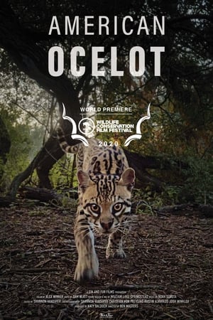 American Ocelot