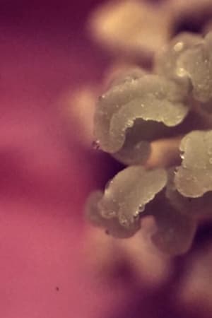 uchronia, no.1