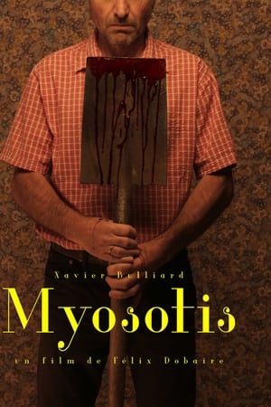 Myosotis