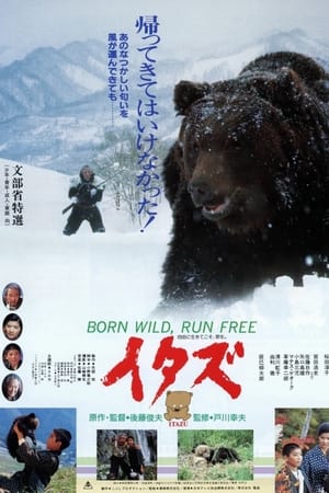 小熊