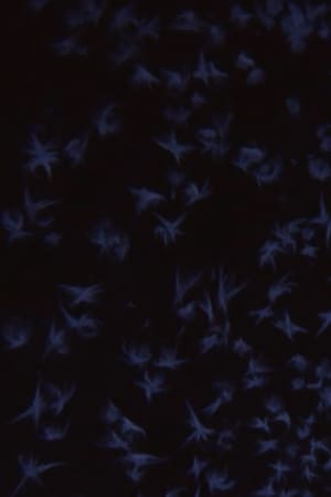Albedo 0.97