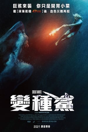 大浪白鲨
