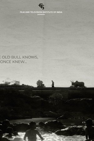 The Old Bull knows, or Once Knew