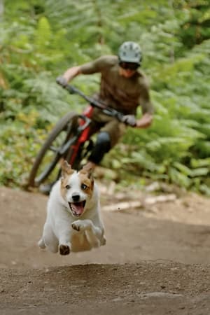 A Dog's Tale