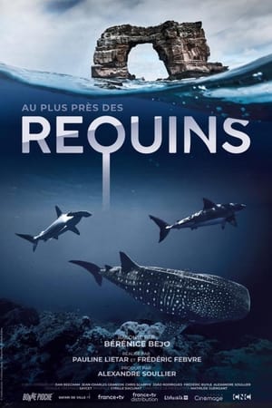 Au plus près des requins