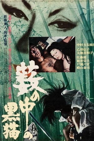 黑猫