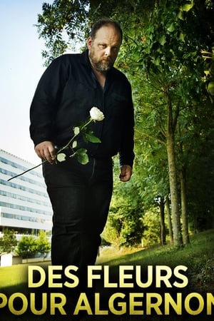 Des fleurs pour Algernon