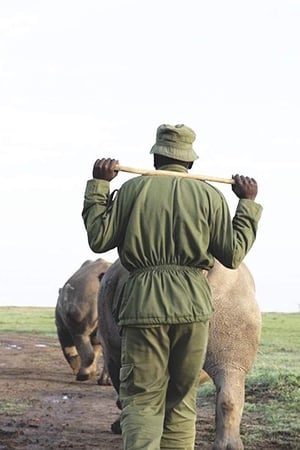 Kifaru