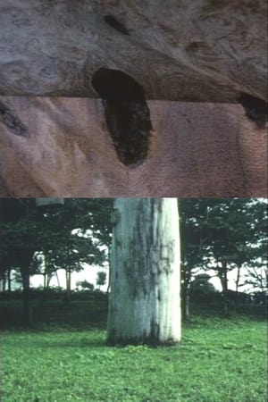 マテマテカ