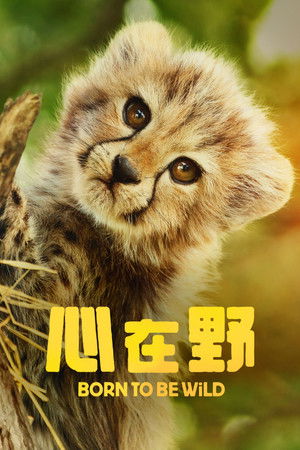 野生之心