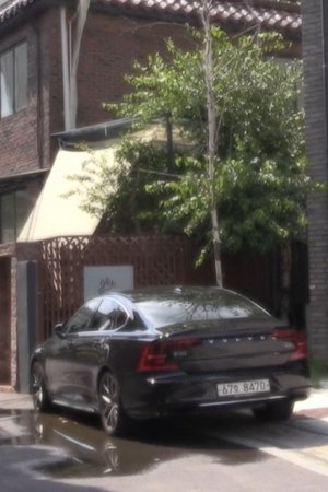 tree above volvo