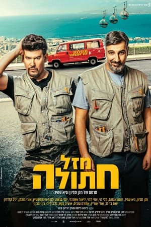 מזל חתולה