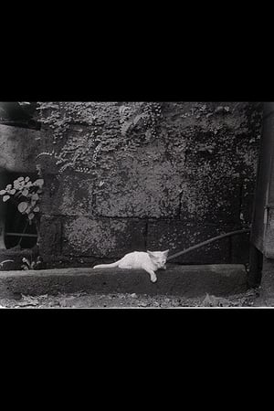 Director's Cat
