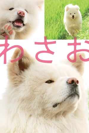 秋田犬蓬夫