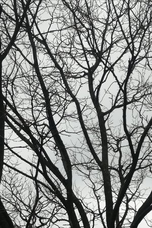 Tree Limbs