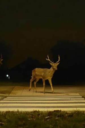 Canon: Urban Deer